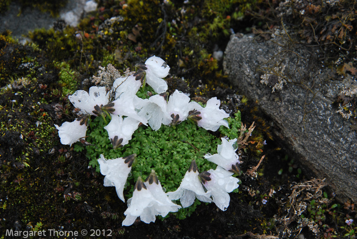 <i>Primula soldanelloides </i>