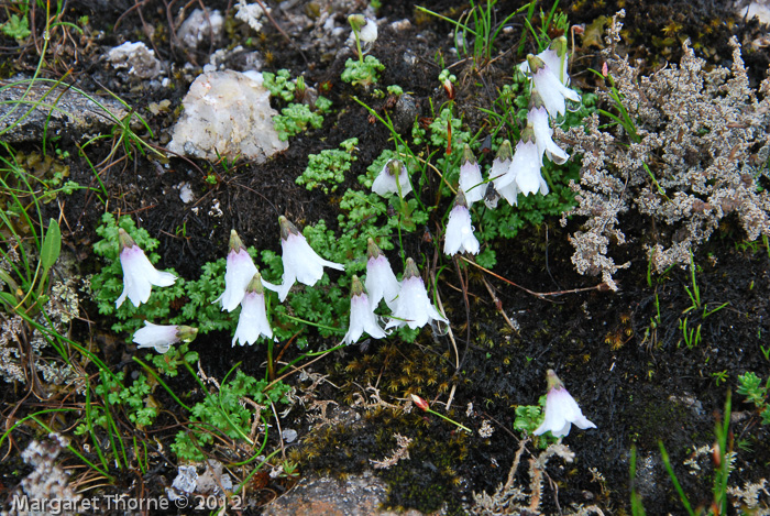 <i>Primula soldanelloides </i>