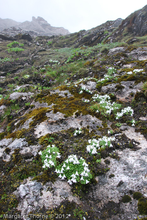 <i>Primula soldanelloides </i>