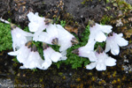 <i>Primula soldanelloides </i>