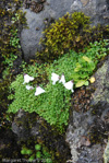 <i>Primula soldanelloides </i>