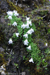 <i>Primula soldanelloides </i>