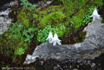 <i>Primula soldanelloides </i>