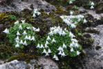 <i>Primula soldanelloides </i>