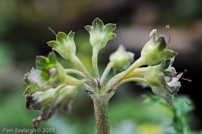 affinity ssp emeiensis