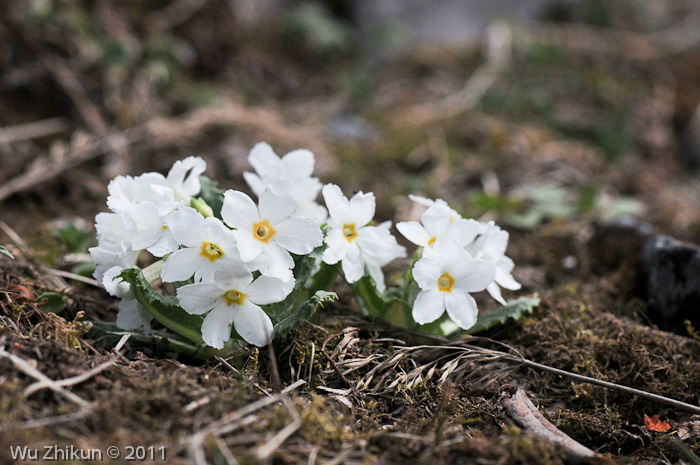 white form