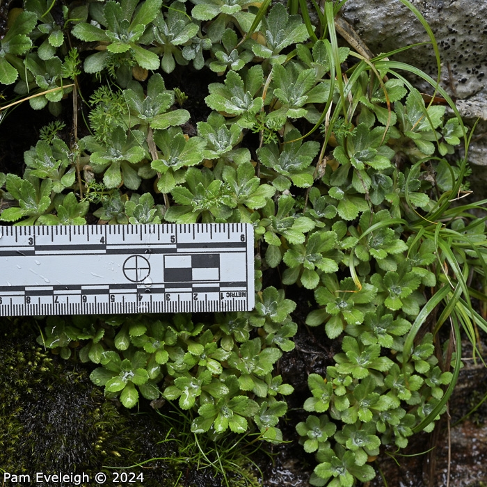 <i>Primula spathulifolia </i>
