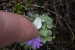 <i>Primula spathulifolia </i>