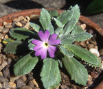 <i>Primula spathulifolia </i>