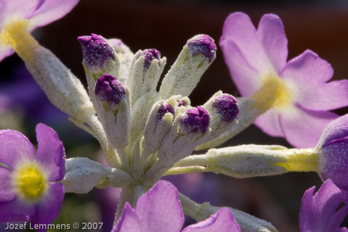 <i>Primula specuicola </i>