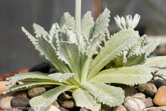 <i>Primula specuicola </i>