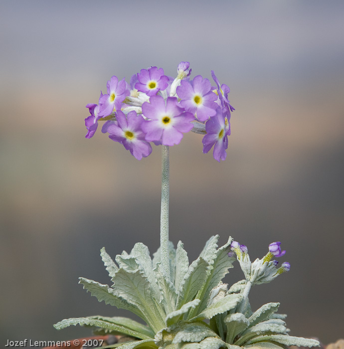 <i>Primula specuicola </i>