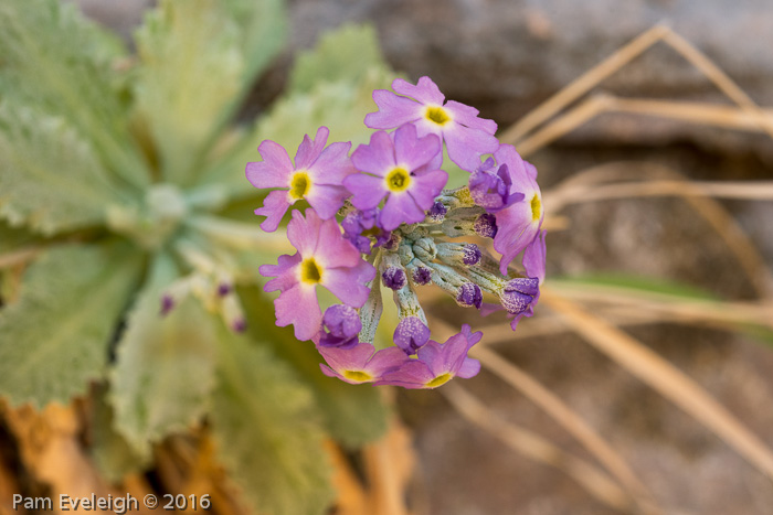 <i>Primula specuicola </i>