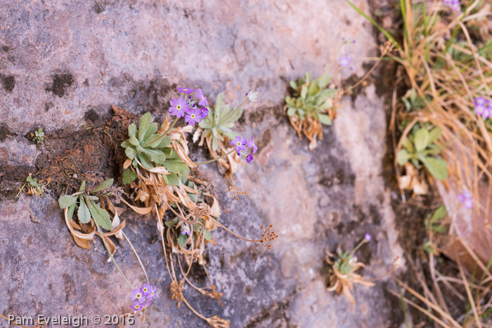 <i>Primula specuicola </i>