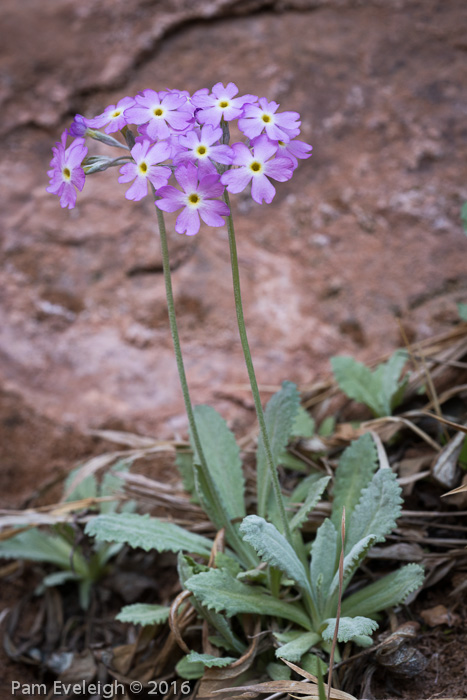 <i>Primula specuicola </i>