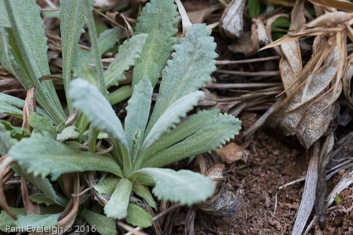 <i>Primula specuicola </i>