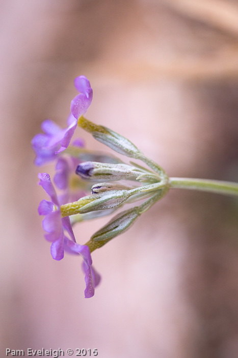 <i>Primula specuicola </i>