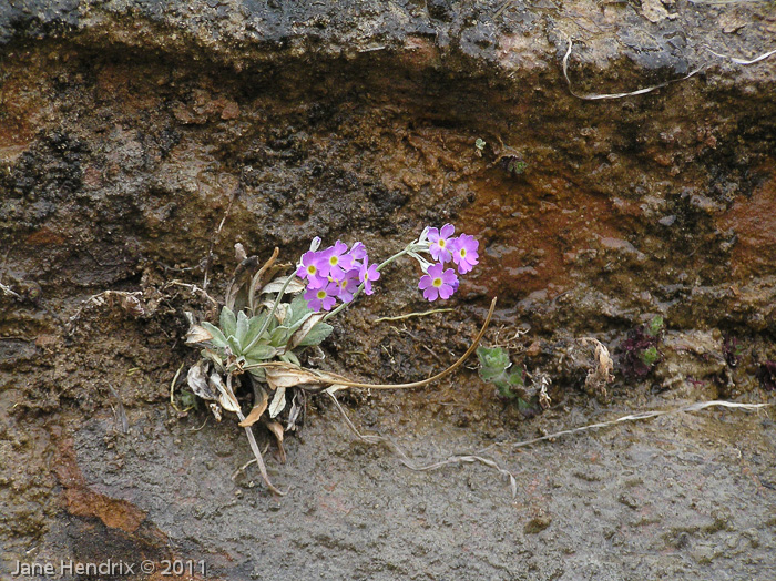 <i>Primula specuicola </i>