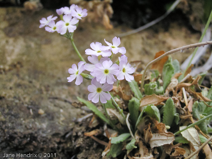 <i>Primula specuicola </i>