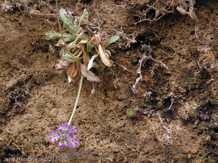 <i>Primula specuicola </i>