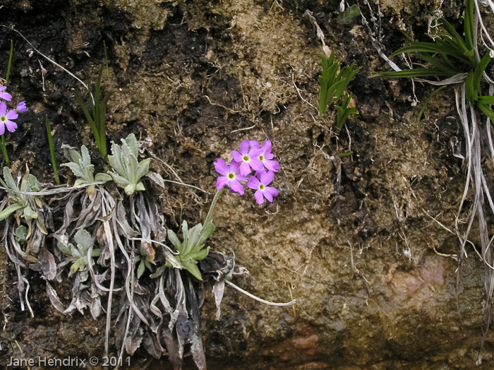 <i>Primula specuicola </i>