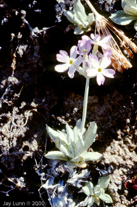 <i>Primula specuicola </i>