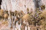 <i>Primula specuicola </i>