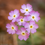 <i>Primula specuicola </i>