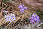 <i>Primula specuicola </i>