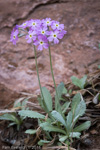 <i>Primula specuicola </i>