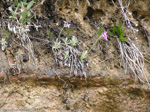 <i>Primula specuicola </i>