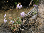 <i>Primula specuicola </i>