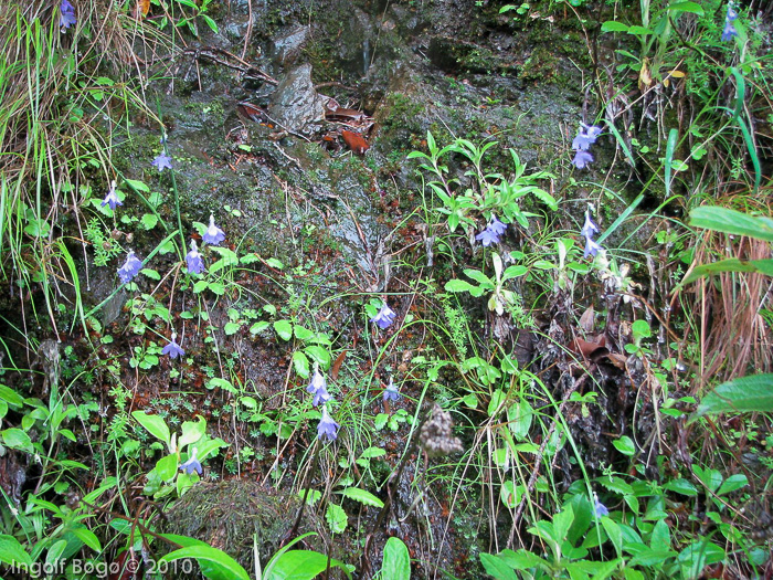 <i>Primula spicata </i>