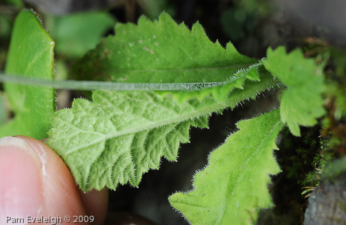 <i>Primula spicata </i>