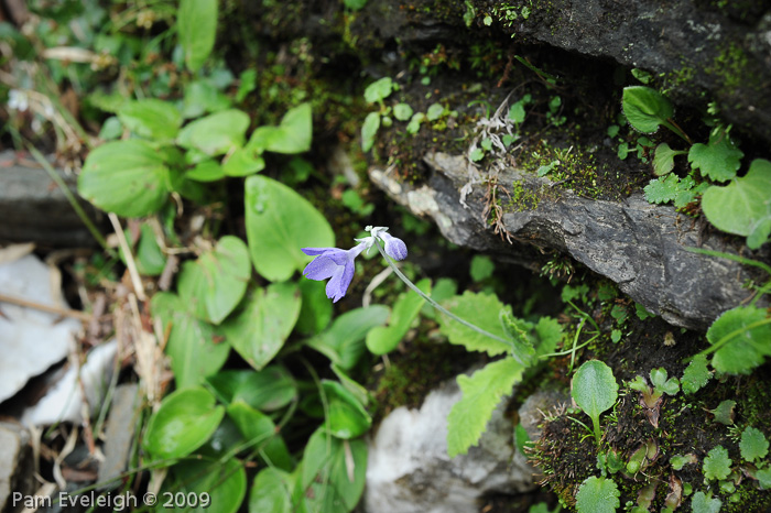 <i>Primula spicata </i>