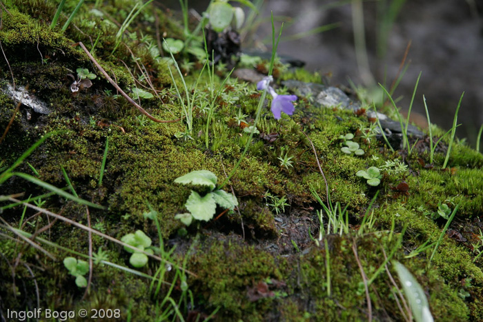 <i>Primula spicata </i>