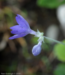 <i>Primula spicata </i>