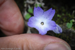 <i>Primula spicata </i>