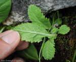 <i>Primula spicata </i>