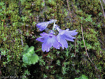 <i>Primula spicata </i>