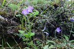 <i>Primula spicata </i>