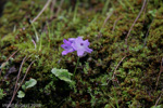 <i>Primula spicata </i>