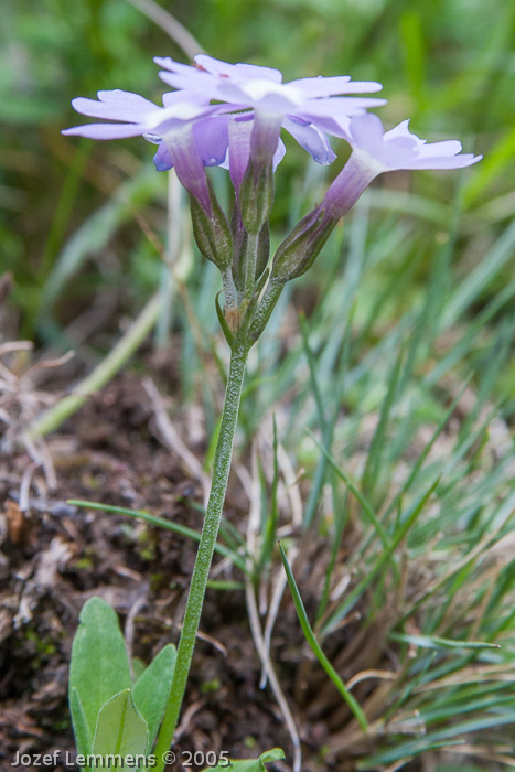 <i>Primula stenocalyx </i>