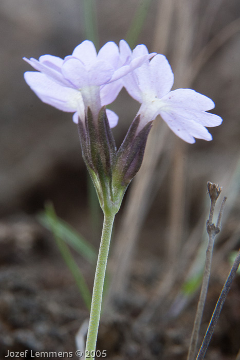 <i>Primula stenocalyx </i>