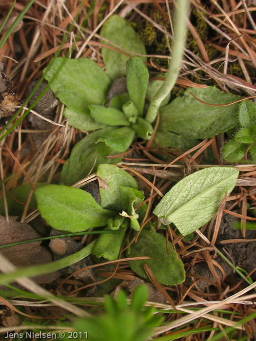 <i>Primula stenocalyx </i>