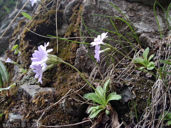 <i>Primula stenocalyx </i>