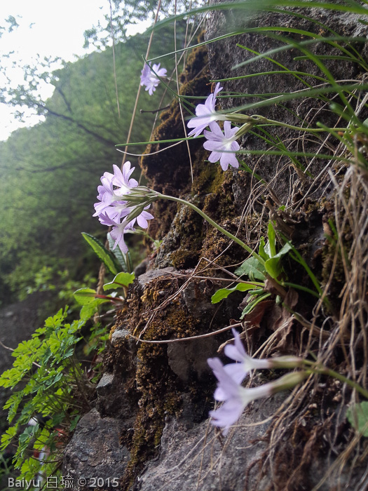 <i>Primula stenocalyx </i>