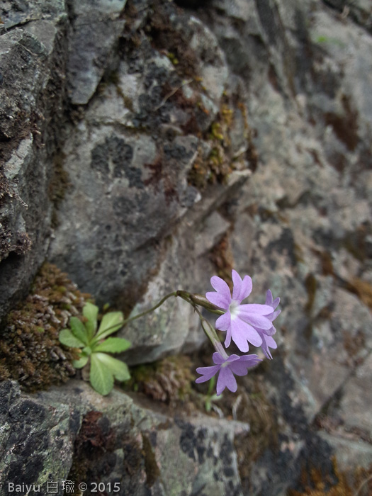 <i>Primula stenocalyx </i>