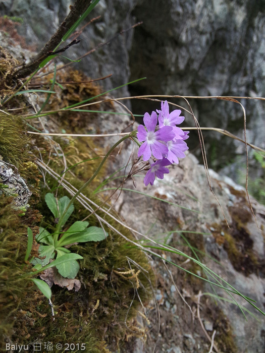 <i>Primula stenocalyx </i>