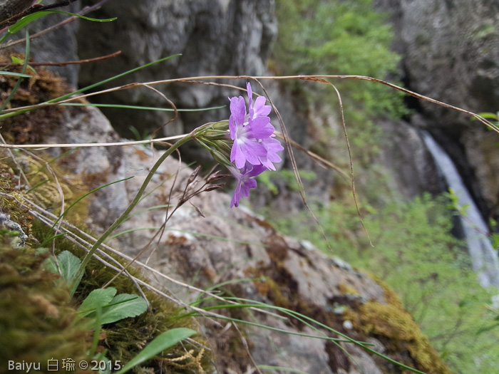 <i>Primula stenocalyx </i>